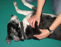 Hunde-Massage