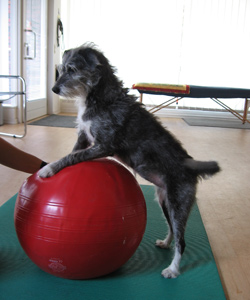 Hundephysio-Ball